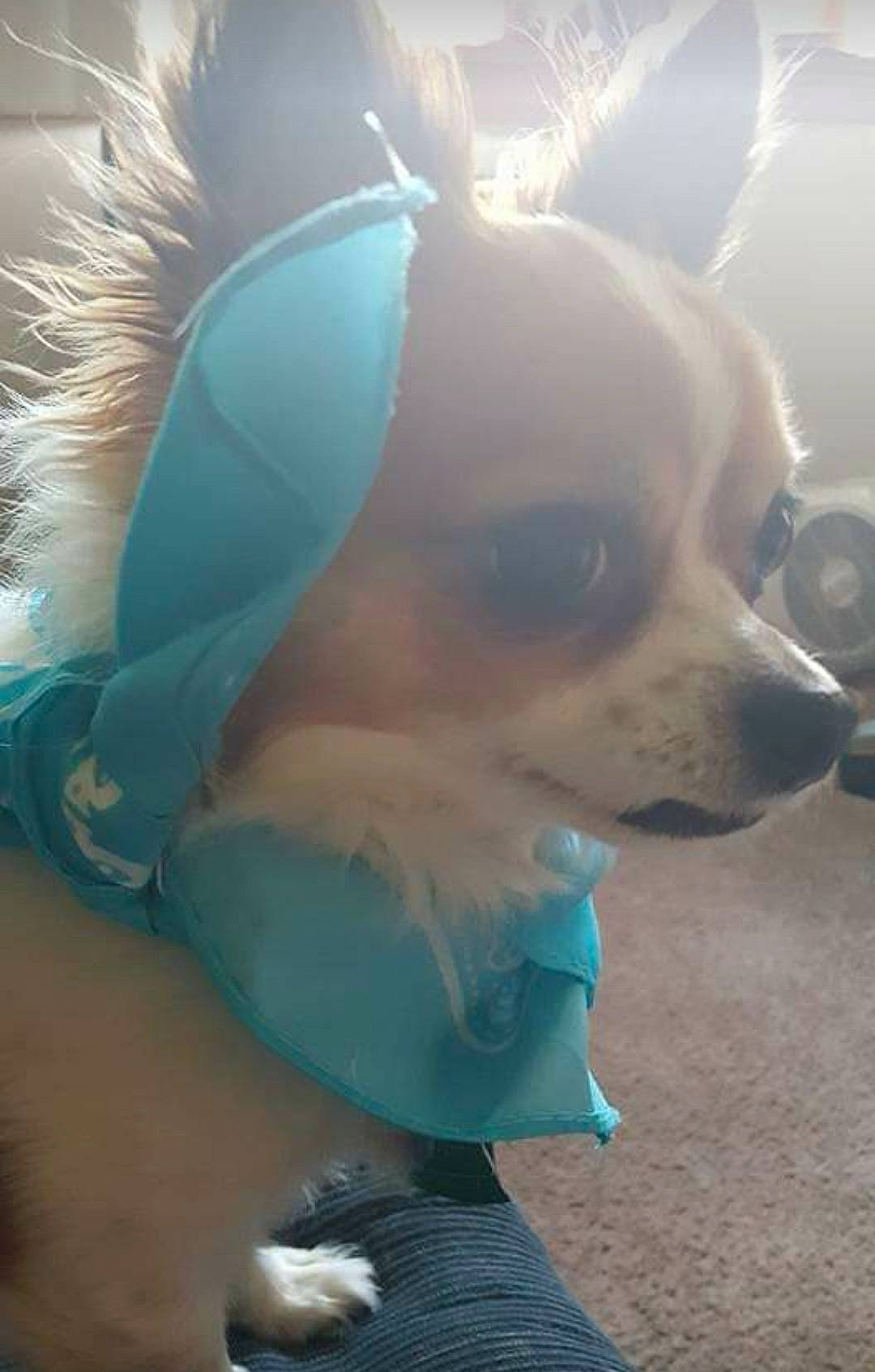 Twinky is registered to the contest to win money with this photo: canidae, carnivore, chihuahua, companion_dog, dog, dog_breed, dog_clothes, ear, fawn, nose, puppy, snout, sunglasses, toy_dog