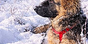 Aïka participe au concours pour gagner de l'argent avec cette photo : dog, german_shepherd, snow, winter, outdoor, animal, fur, leash, harness, nature, forest, cold, lying_down, profile_view, canine, pet, mammal, snowflakes, calm, scenery