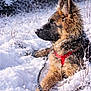 dog, german_shepherd, snow, winter, outdoor, animal, fur, leash, harness, nature, forest, cold, lying_down, profile_view, canine, pet, mammal, snowflakes, calm, scenery