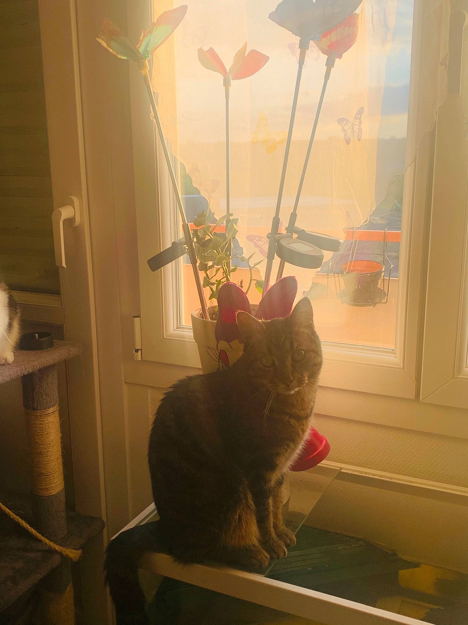 ômalley a rejoint le concours — aidez-le/la à gagner de superbes lots ! carnivore, cat, curtain, felidae, flowerpot, fur, glass, interior_design, plant, room, small_to_medium_sized_cats, tail, textile, tints_and_shades, twig, whiskers, window, window_covering, window_treatment, wood