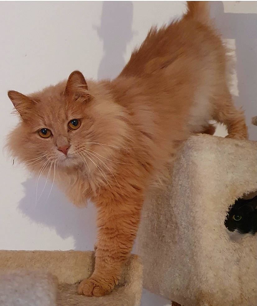 Sam a rejoint le concours — aidez-le/la à gagner de superbes lots ! box, british_longhair, carnivore, cat, claw, fawn, felidae, fur, paper_product, paw, persian, small_to_medium_sized_cats, snout, tail, terrestrial_animal, whiskers, wildlife