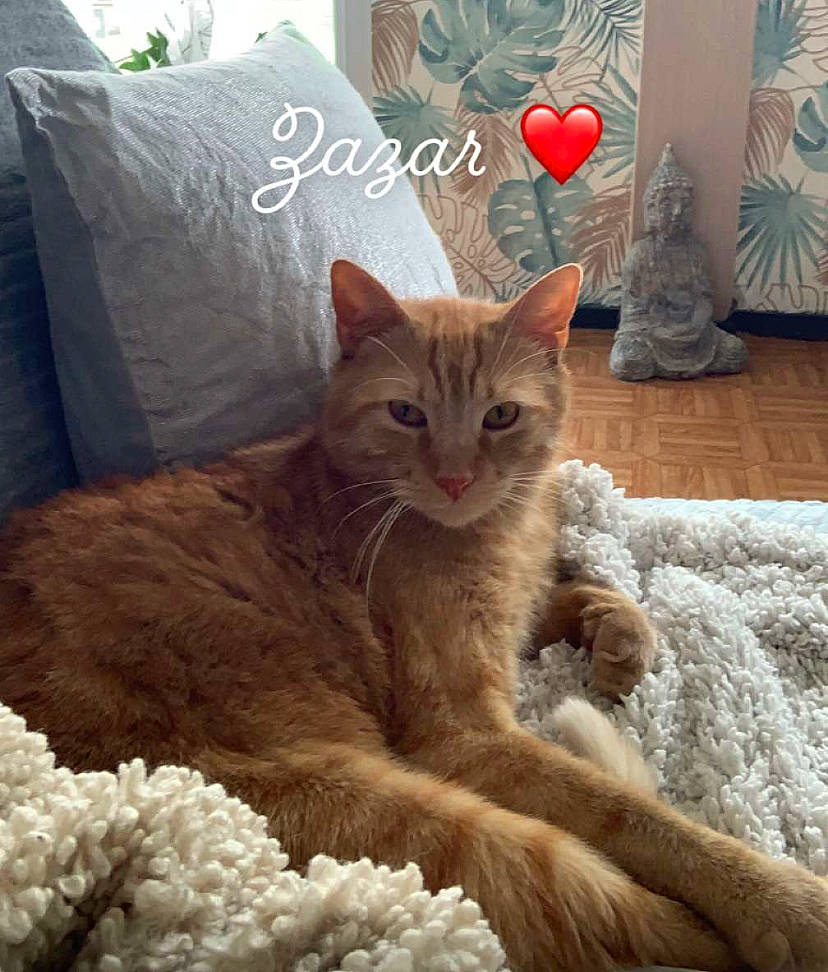 Zazare participe au concours pour gagner de l'argent avec cette photo : carnivore, cat, claw, comfort, domestic_short_haired_cat, eye, fawn, felidae, fur, paw, photo_caption, plant, sitting, small_to_medium_sized_cats, snout, tail, whiskers, white, window, wood