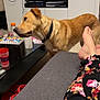 Volt a rejoint le concours — aidez-le/la à gagner de superbes lots ! dog, golden_dog, collar, coffee_table, markers, orange_bottle, sofa, gray_sofa, bare_feet, floral_pants, television, living_room, indoor, furniture, person, relaxing, casual, home, decor, electronics