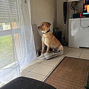 Volt participe au concours pour gagner de l'argent avec cette photo : dog, pet_bed, curtain, window, tile_floor, lamp, television, gaming_controller, rug, living_room, indoor, furniture, light, shadow, wall, plant, speaker, cord, resting, looking