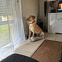 dog, pet_bed, curtain, window, tile_floor, lamp, television, gaming_controller, rug, living_room, indoor, furniture, light, shadow, wall, plant, speaker, cord, resting, looking