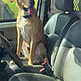 dog, vehicle, car_interior, seat, sunlight, tongue_out, happy, pet, canine, leash, collar, window, steering_wheel, seatbelt, front_seat, daylight, domestic_animal, mammal, sitting, closeup