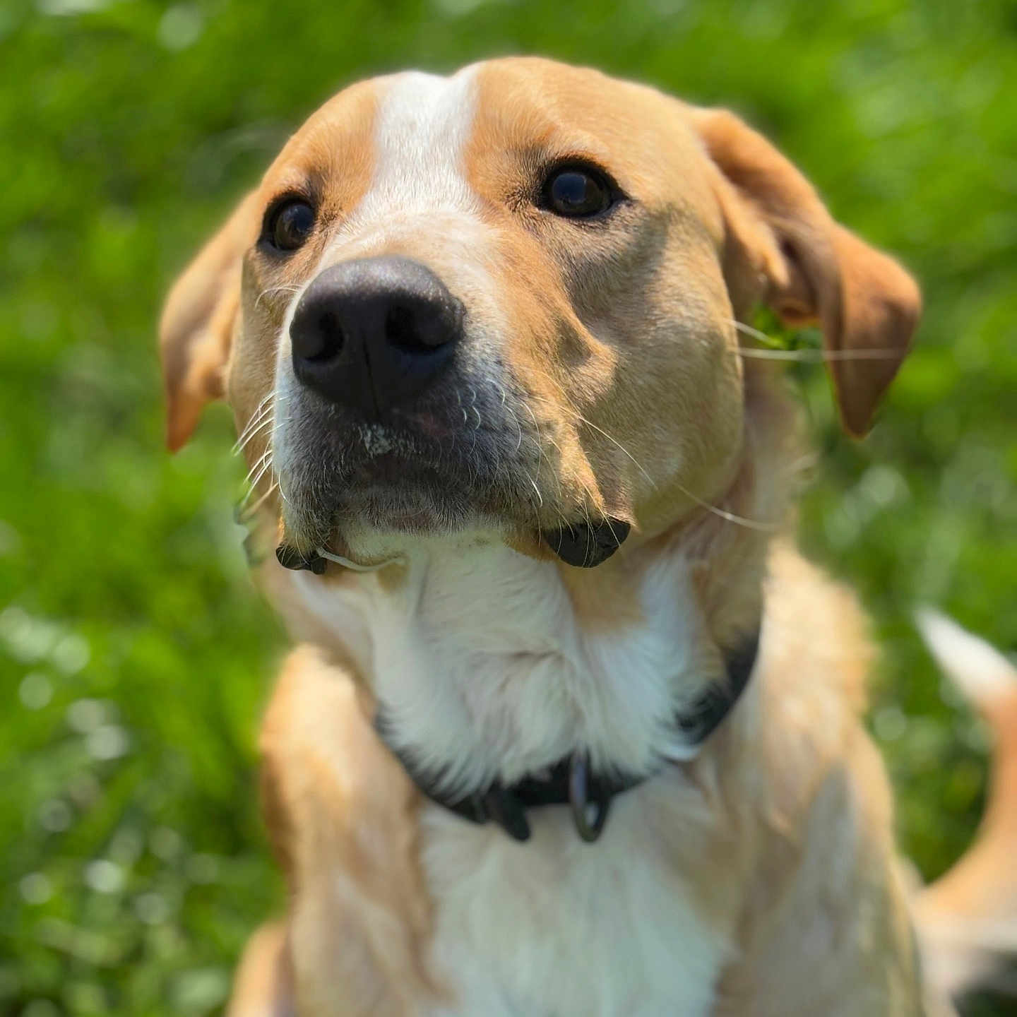 Volt participe au concours pour gagner de l'argent avec cette photo : animal, background_blur, brown, canine, close_up, collar, dog, ears, fur, grass, greenery, mammal, nature, outdoor, pet, portrait, snout, sunlight, whiskers, white