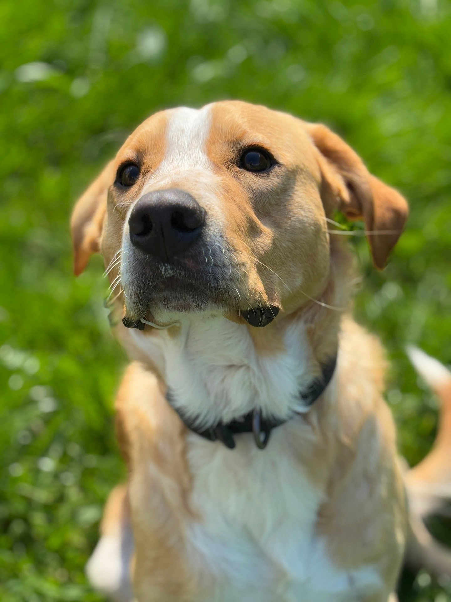 Volt participe au concours pour gagner de l'argent avec cette photo : dog, canine, pet, outdoor, grass, greenery, animal, portrait, close_up, fur, collar, sunlight, nature, mammal, ears, snout, whiskers, brown, white, background_blur