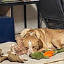 Volt a rejoint le concours — aidez-le/la à gagner de superbes lots ! dog, sleeping, plush_toy, bed, indoor, floor, furniture, chair, table, folders, stack, brown, golden, pet, resting, cozy, quiet, home, relaxation, stuffed_animal