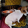 dog, puppy, blanket, laundry_basket, towel, fabric, couch, indoor, pet, animal, white_dog, brown_dog, sitting, resting, home, cozy, domestic, comfort, soft, relaxed