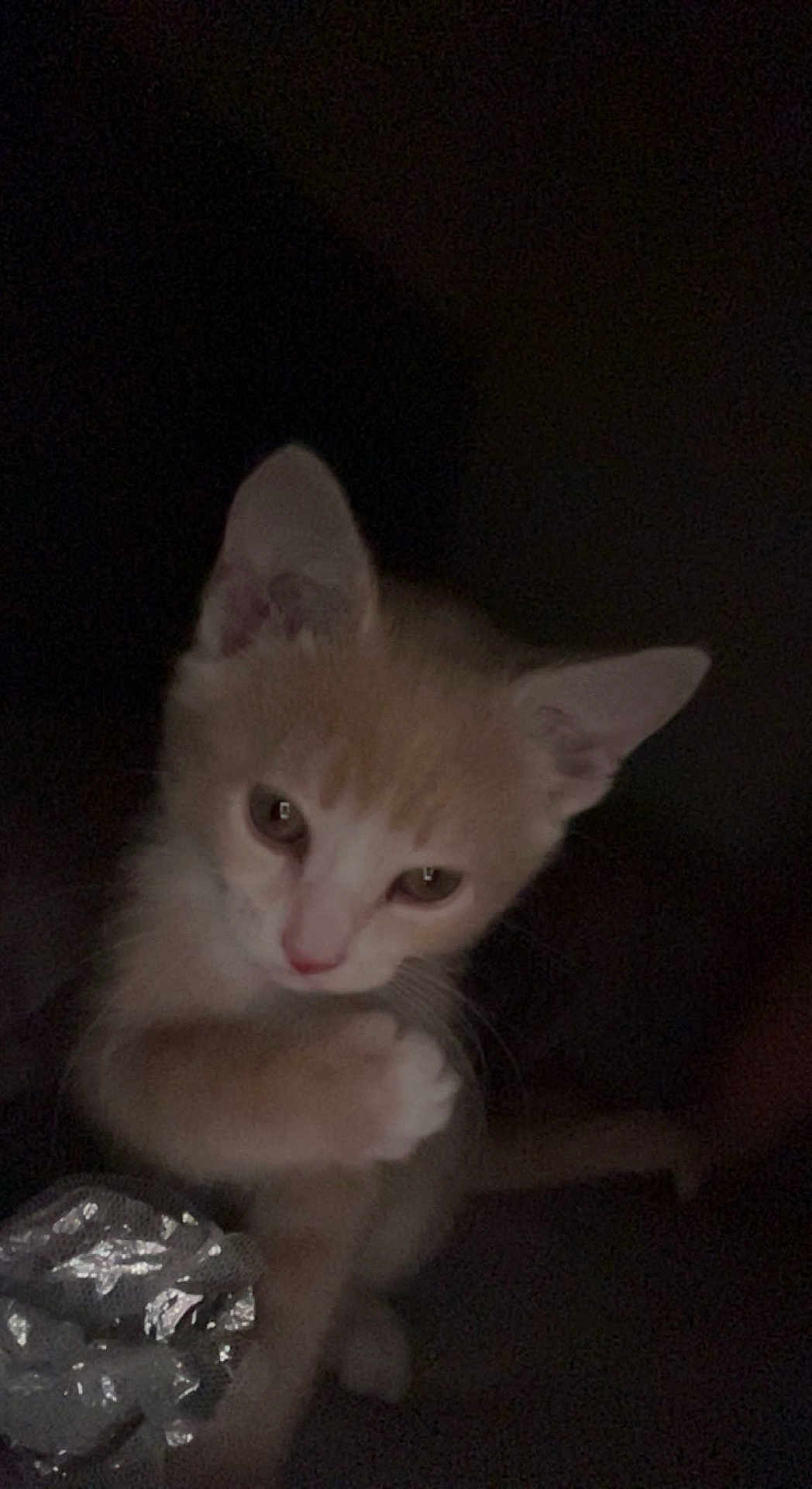 Potato is registered to the contest to win money with this photo: kitten, cat, animal, pet, fur, ears, whiskers, cute, small, indoor, dark, shadow, closeup, face, eyes, paw, curious, feline, young, adorable