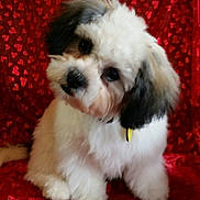 Cooper joined the competition — help win amazing prizes! puppy, dog, fluffy, white, black, cute, head_tilt, red_background, hearts_pattern, pet, animal, portrait, indoor, collar, adorable, small_dog, furry, sitting, looking_up, companion