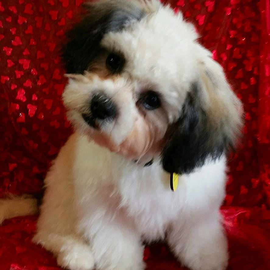 Cooper joined the competition — help win amazing prizes! puppy, dog, fluffy, white, black, cute, head_tilt, red_background, hearts_pattern, pet, animal, portrait, indoor, collar, adorable, small_dog, furry, sitting, looking_up, companion