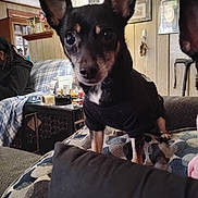 Max joined the competition — help win amazing prizes! dog, small_dog, indoor, living_room, couch, blanket, table, person, wood_paneling, ear, black_shirt, pet, curious, household_items, plaid, decor, seated, furniture, close_up, companion