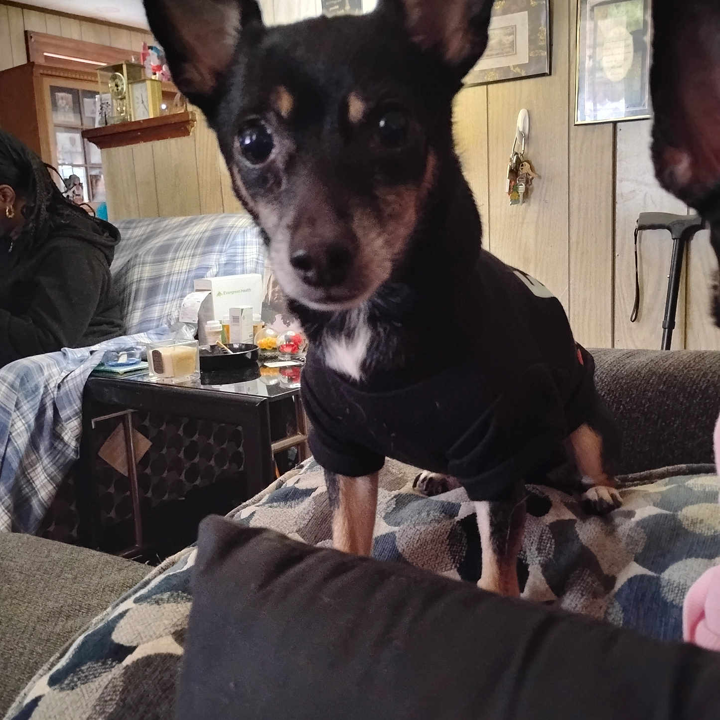 Max joined the competition — help win amazing prizes! black_shirt, blanket, close_up, companion, couch, curious, decor, dog, ear, furniture, household_items, indoor, living_room, person, pet, plaid, seated, small_dog, table, wood_paneling