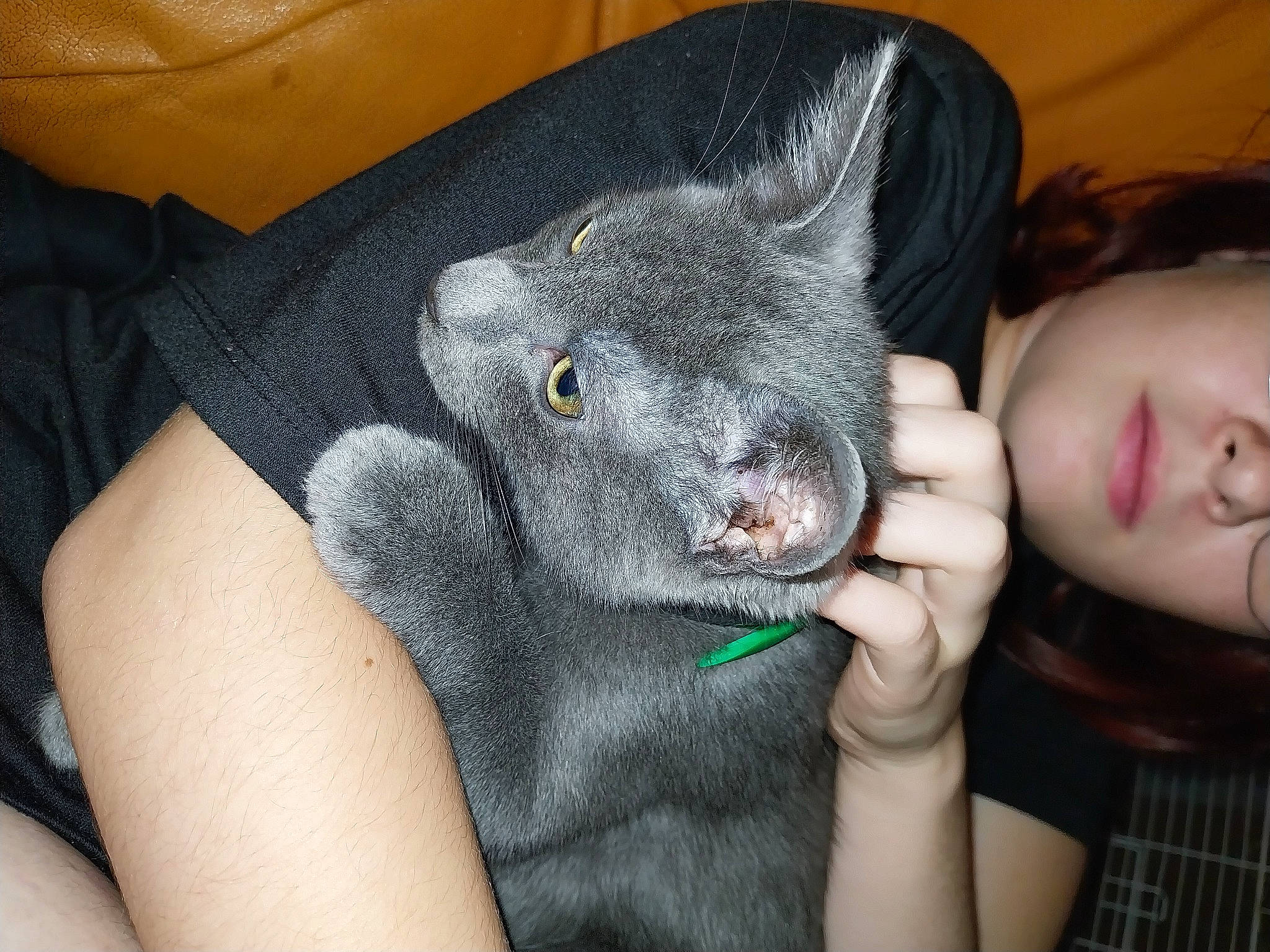 Tenzeii participe au concours pour gagner de l'argent avec cette photo : carnivore, cat, comfort, dinosaur, dog_breed, domestic_short_haired_cat, ear, felidae, fur, gesture, grey, koala, nail, plaid, russian_blue, small_to_medium_sized_cats, t_shirt, tartan, toddler, whiskers