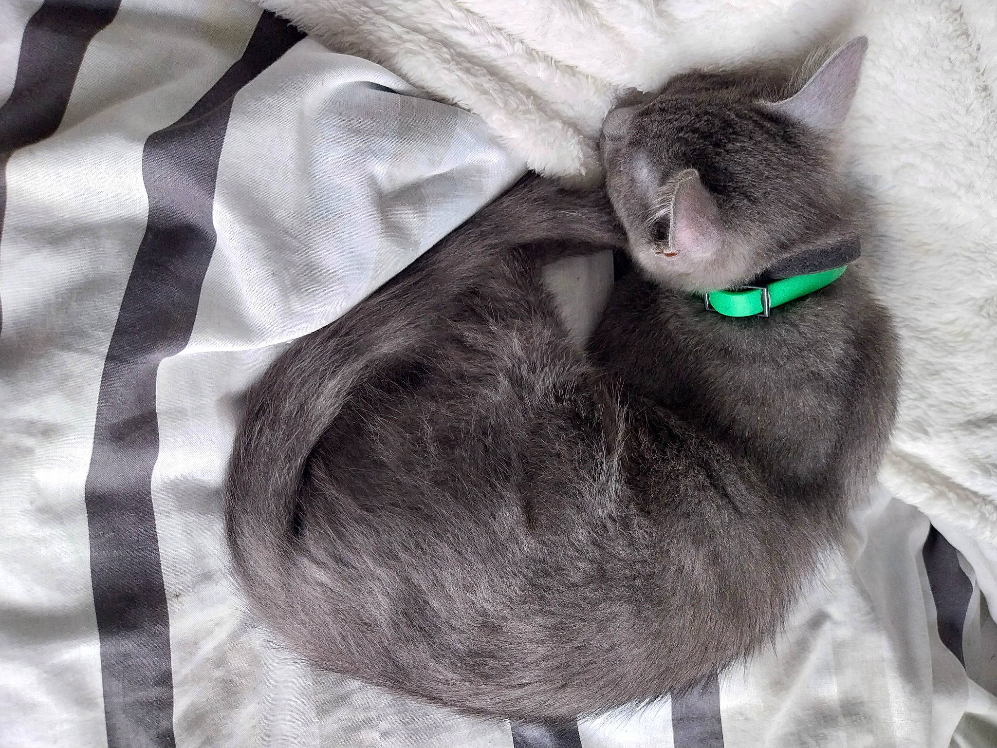 Tenzeii a rejoint le concours — aidez-le/la à gagner de superbes lots ! black_cat, carnivore, cat, claw, collar, comfort, domestic_short_haired_cat, felidae, fur, grey, linens, nap, pattern, paw, russian_blue, sleeve, small_to_medium_sized_cats, snout, tail, whiskers