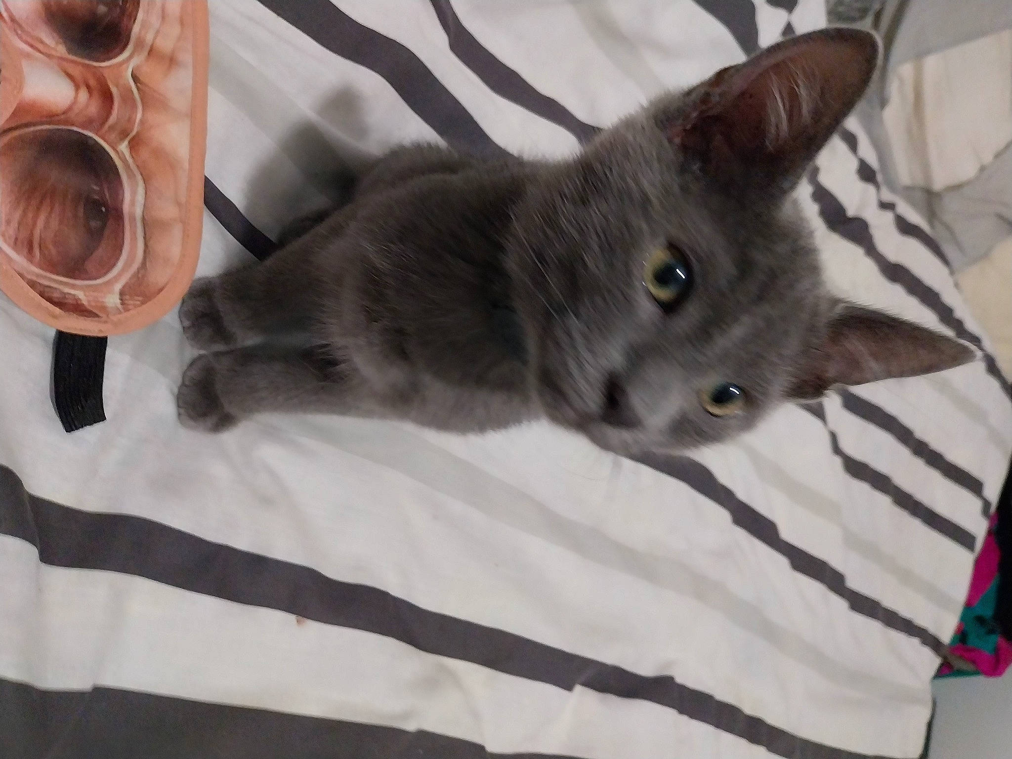 Tenzeii participe au concours pour gagner de l'argent avec cette photo : carnivore, cat, comfort, domestic_short_haired_cat, felidae, fur, grey, linens, russian_blue, small_to_medium_sized_cats, tail, whiskers