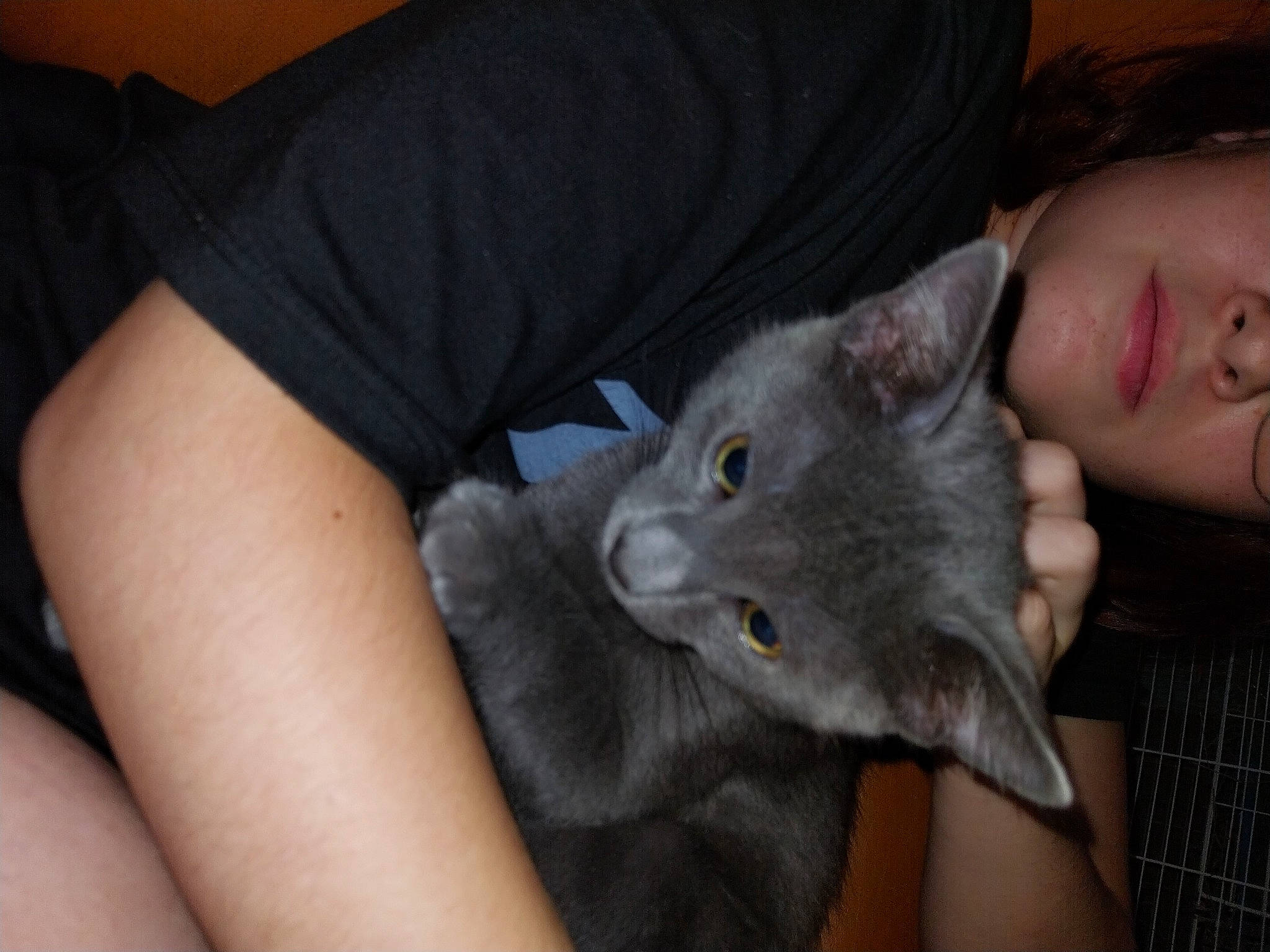 Tenzeii a rejoint le concours — aidez-le/la à gagner de superbes lots ! carnivore, cat, comfort, domestic_short_haired_cat, ear, elbow, fawn, felidae, fur, gesture, grey, russian_blue, sitting, small_to_medium_sized_cats, t_shirt, whiskers