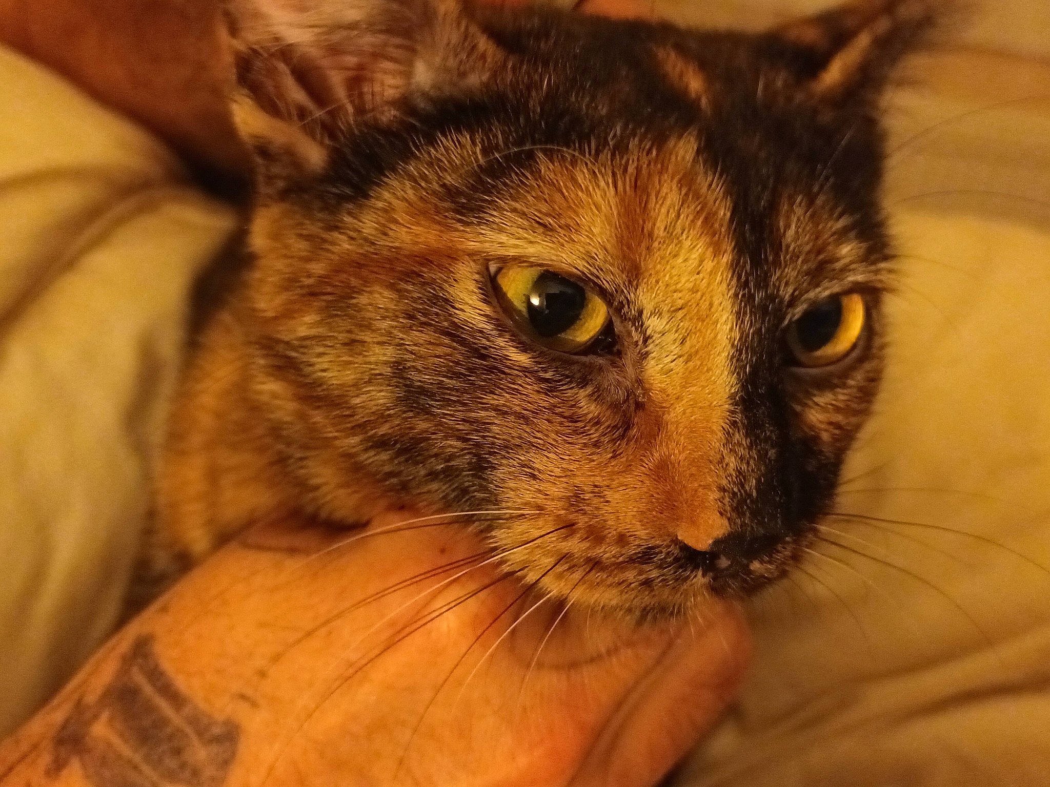 Nounours participe au concours pour gagner de l'argent avec cette photo : carnivore, cat, claw, comfort, domestic_short_haired_cat, ear, eyelash, fawn, felidae, fur, small_to_medium_sized_cats, snout, terrestrial_animal, whiskers, wildlife