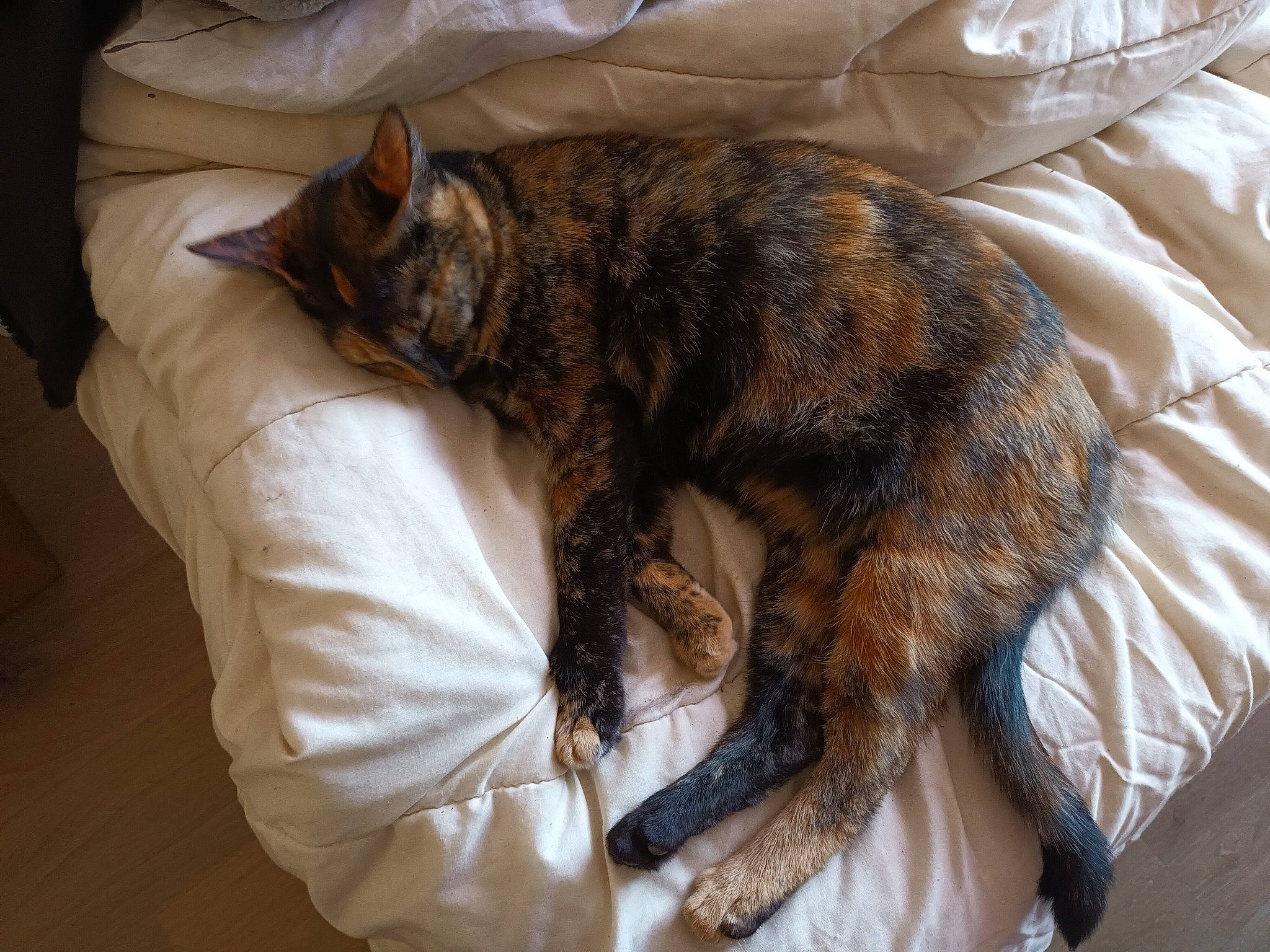 Nounours a rejoint le concours — aidez-le/la à gagner de superbes lots ! canidae, carnivore, cat, claw, comfort, dog_breed, domestic_short_haired_cat, felidae, fur, linens, liver, nap, paw, small_to_medium_sized_cats, snout, sporting_group, tail, terrestrial_animal, whiskers