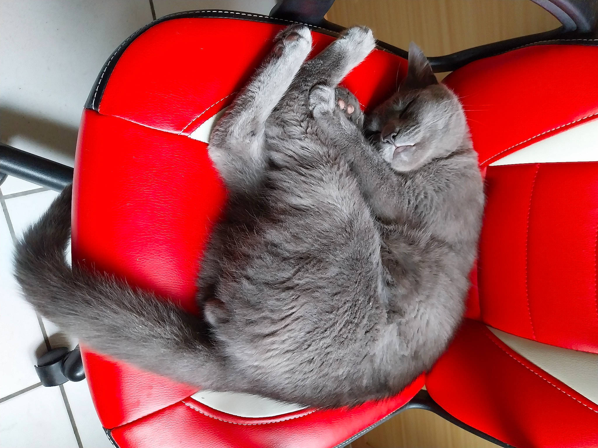 Tenzeii a rejoint le concours — aidez-le/la à gagner de superbes lots ! auto_part, automotive_design, bean_bag, car_seat, carmine, carnivore, cat, collar, comfort, event, felidae, fur, glove, human_leg, inflatable, personal_protective_equipment, red, snout, tail, whiskers