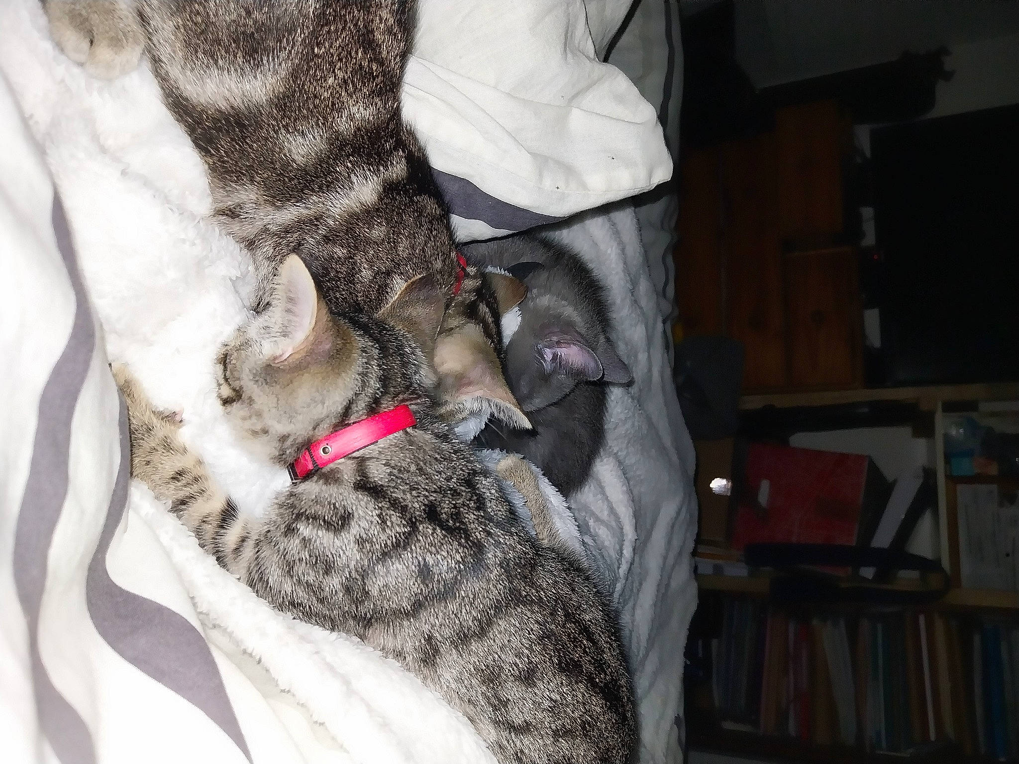 Tchoum Et Beylou participe au concours pour gagner de l'argent avec cette photo : canidae, carnivore, cat, collar, comfort, companion_dog, dog_breed, domestic_short_haired_cat, fawn, felidae, fur, grey, linens, schnauzer, shelf, small_to_medium_sized_cats, sporting_group, tail, whiskers