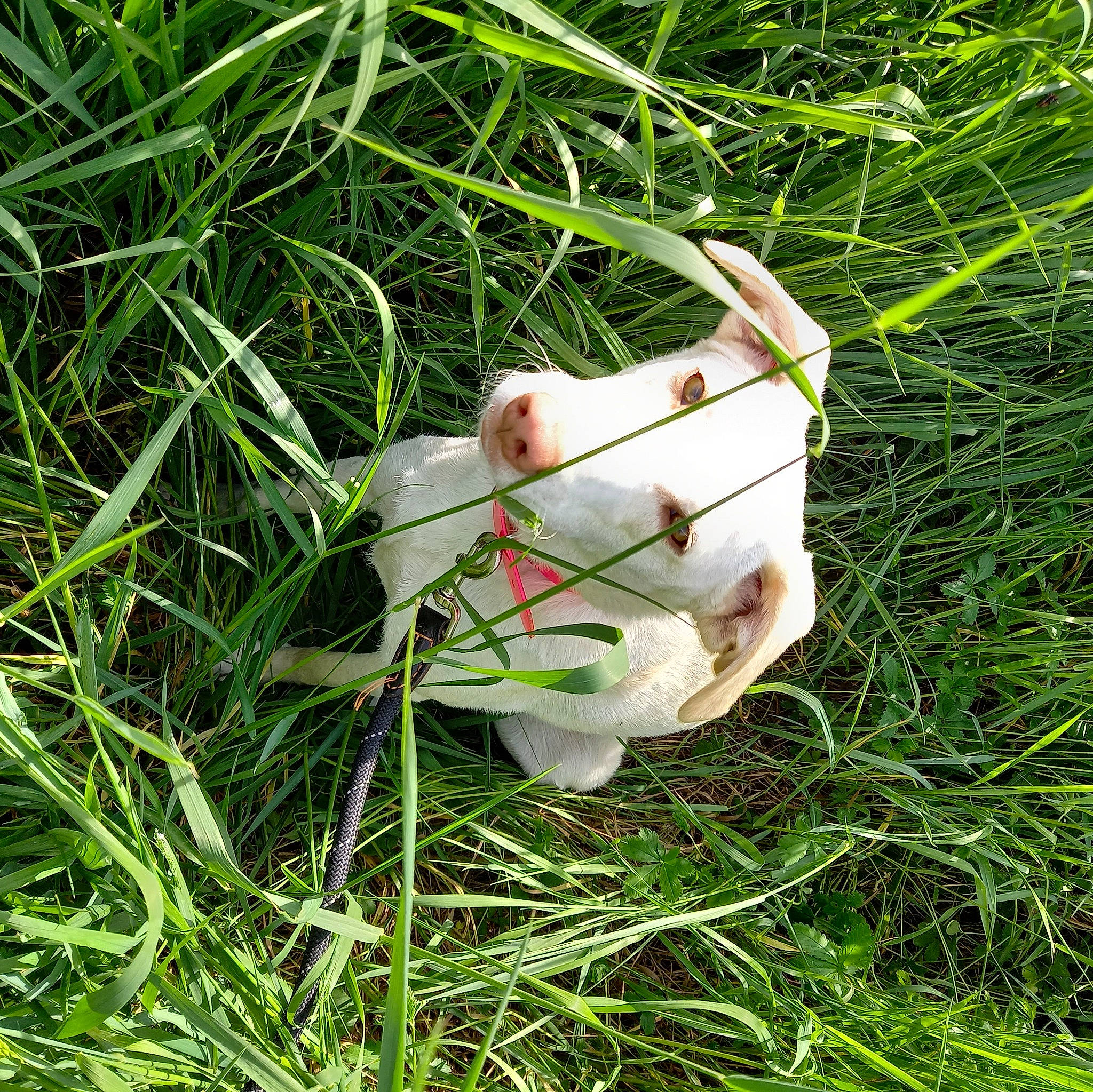 Bianca participe au concours pour gagner de l'argent avec cette photo : apple, canidae, comfort_food, fawn, foot, fruit, fur, grass, grassland, groundcover, herbaceous_plant, livestock, pasture, plant, rabbit, rabbits_and_hares, snout, terrestrial_animal, toy, tree
