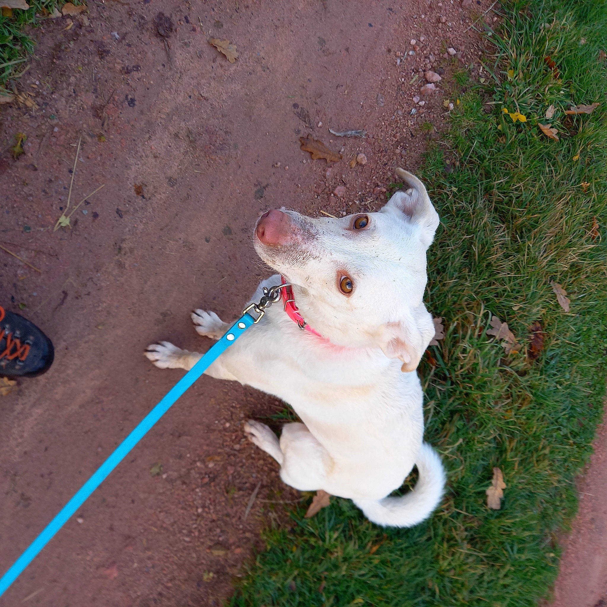 Bianca participe au concours pour gagner de l'argent avec cette photo : canidae, carnivore, collar, companion_dog, dog, dog_breed, fashion_accessory, fawn, felidae, fur, grass, leash, sidewalk, small_to_medium_sized_cats, snout, soil, sporting_group, tail, toy, whiskers