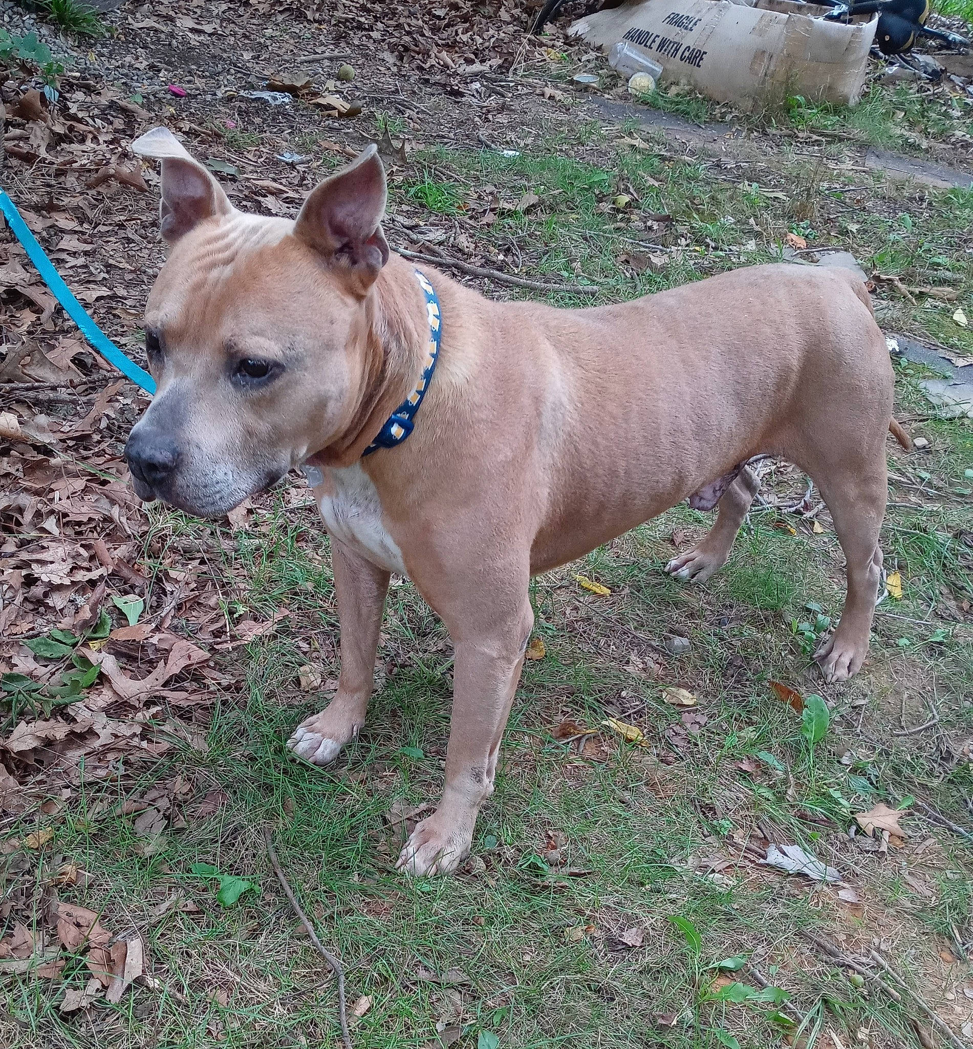 Roscoe Jenkins is registered to the contest to win money with this photo: canidae, carnivore, collar, companion_dog, dog, dog_breed, dog_collar, dog_supply, fawn, grass, leash, liver, molosser, non_sporting_group, pet_supply, snout, sporting_group, whiskers, working_animal, working_dog