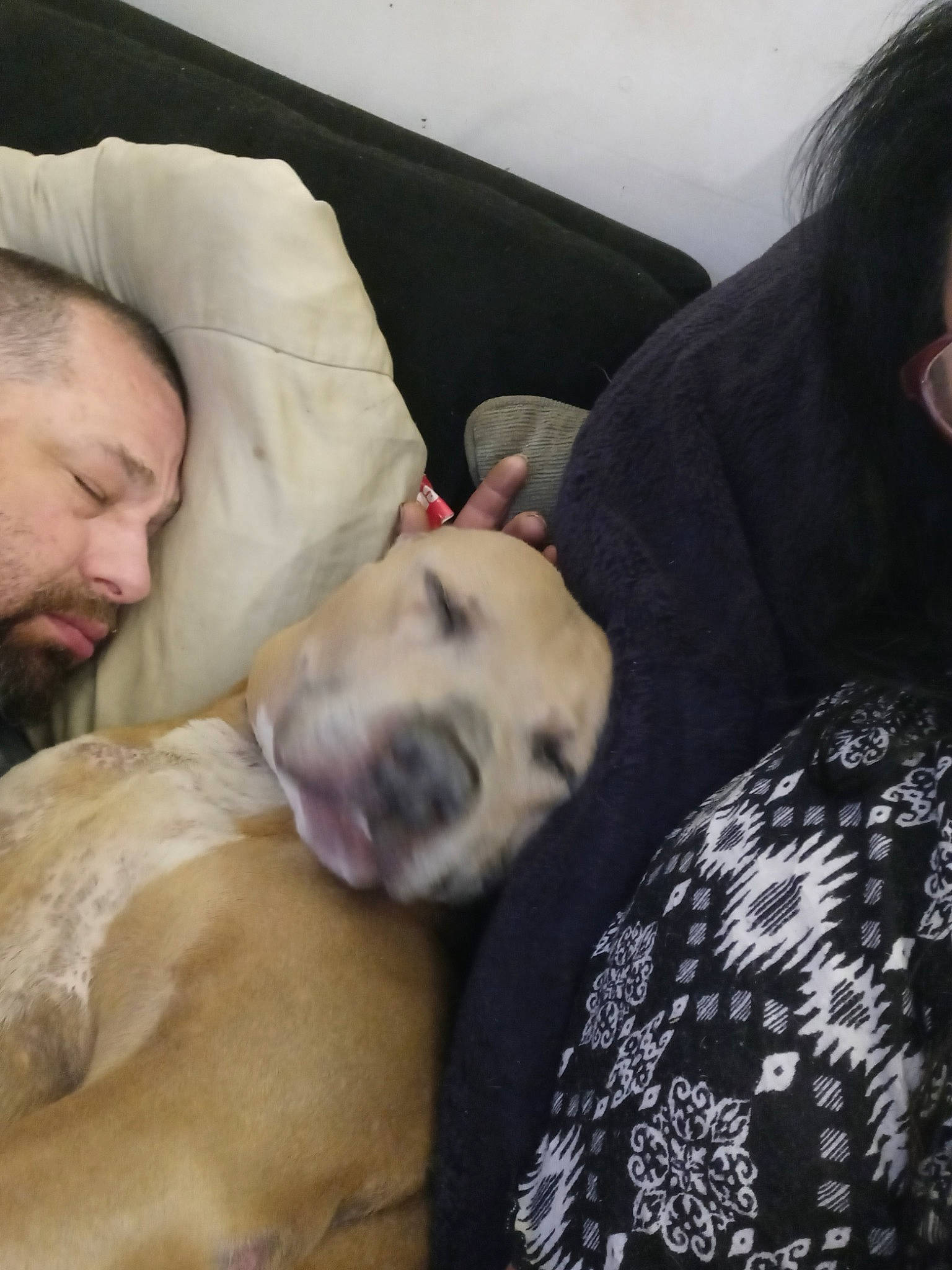 Roscoe Jenkins is registered to the contest to win money with this photo: beard, canidae, carnivore, chest, comfort, companion_dog, couch, dog, dog_breed, fawn, fur, guard_dog, linens, nap, selfie, sitting, sporting_group, vertebrate, whiskers, wrinkle