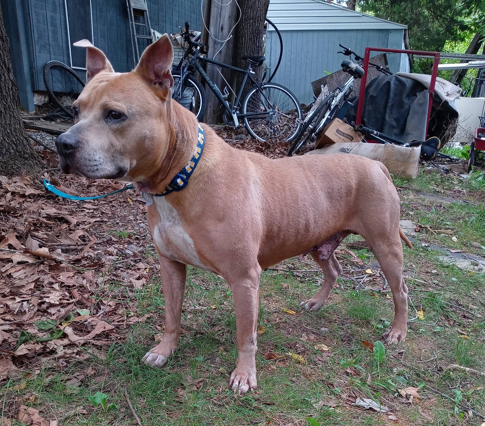 Roscoe Jenkins joined the competition — help win amazing prizes! bicycle, canidae, carnivore, collar, companion_dog, dog, dog_breed, dog_collar, dog_supply, fawn, liver, pet_supply, plant, snout, sporting_group, tire, wheel, whiskers, working_animal, working_dog