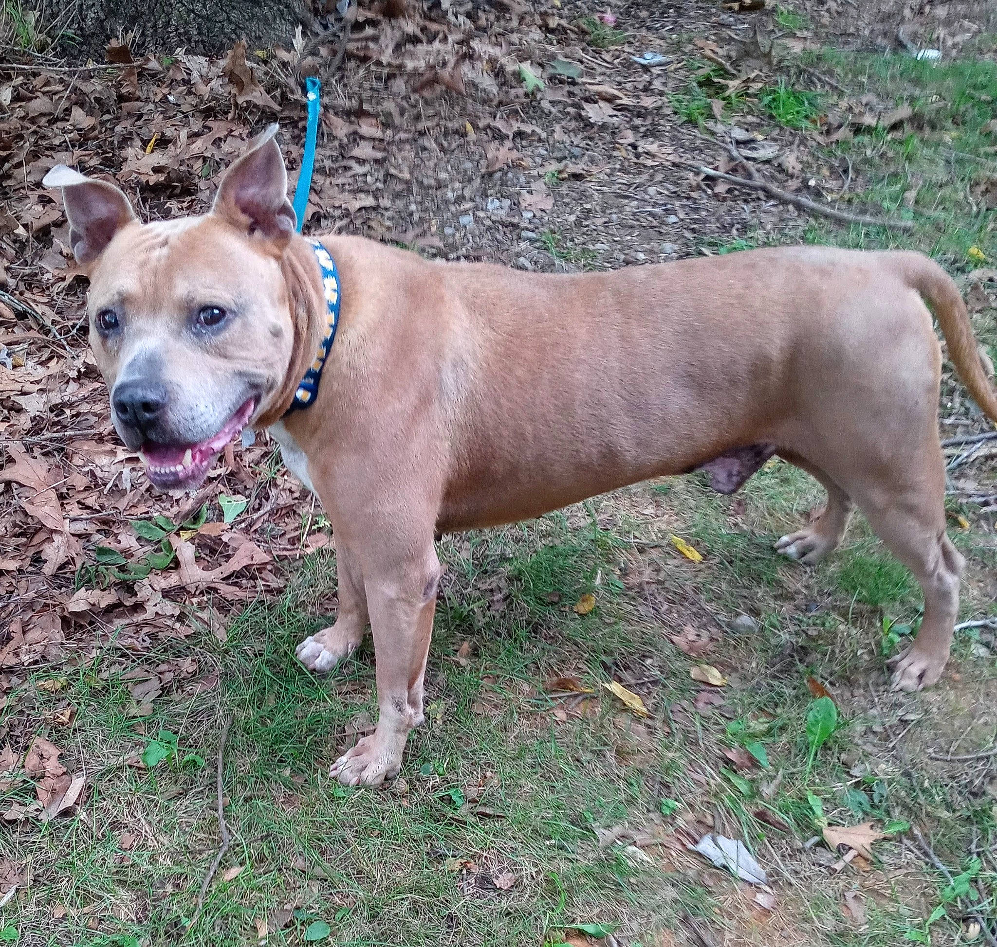 Roscoe Jenkins is registered to the contest to win money with this photo: canidae, carnivore, collar, companion_dog, dog, dog_breed, dog_collar, dog_supply, fawn, grass, hunting_dog, liver, non_sporting_group, pet_supply, plant, snout, sporting_group, tail, working_animal, working_terrier