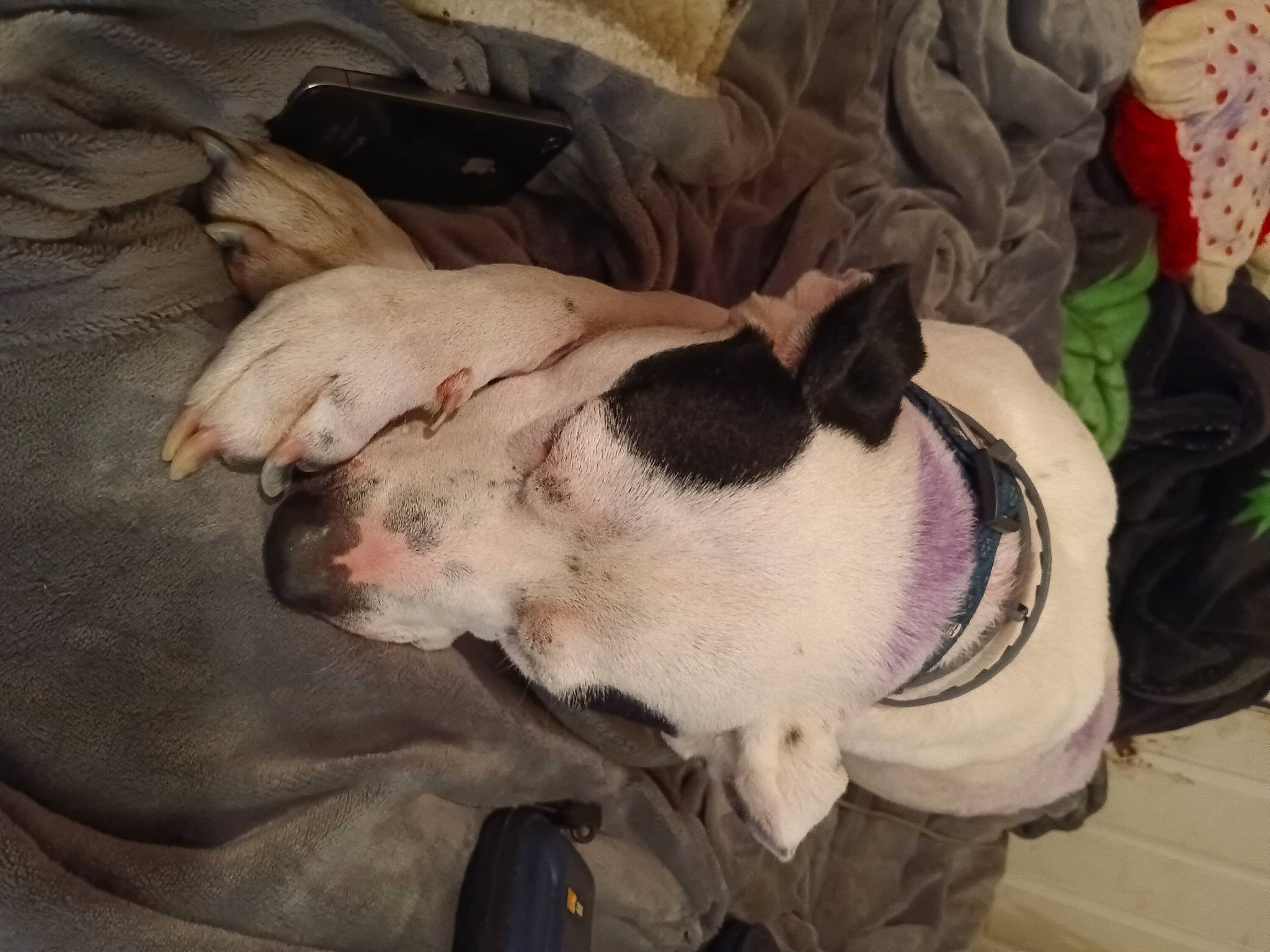 Outlaw joined the competition — help win amazing prizes! canidae, carnivore, collar, comfort, companion_dog, dog, dog_breed, dog_collar, ear, fawn, non_sporting_group, pet_supply, snout, sporting_group, terrestrial_animal, whiskers, working_animal