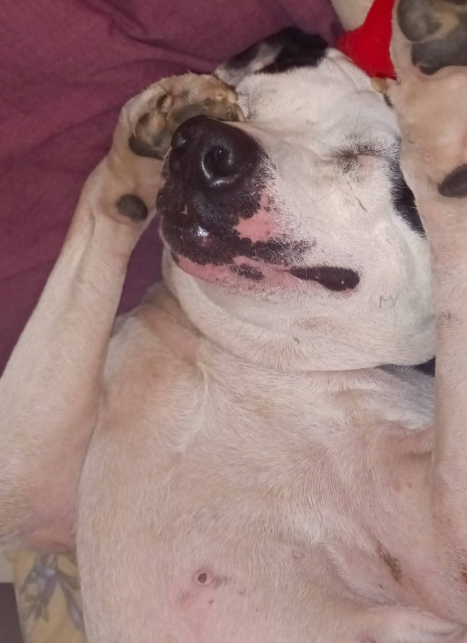 Outlaw joined the competition — help win amazing prizes! bulldog, carnivore, chest, collar, companion_dog, dog, dog_breed, dog_collar, eyewear, fawn, fur, guard_dog, molosser, paw, puppy_love, snout, toy_dog, whiskers, working_animal, wrinkle