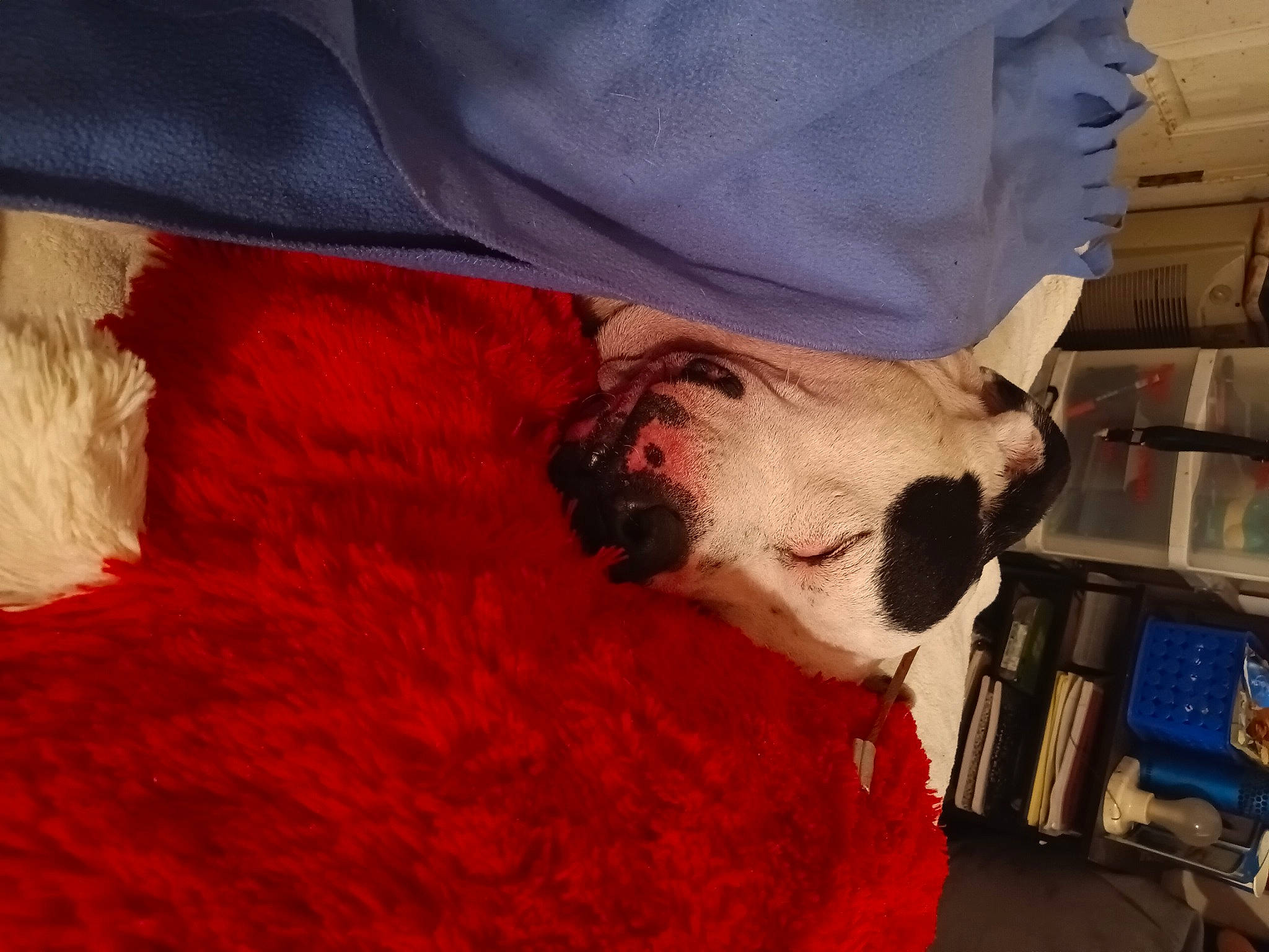 Outlaw joined the competition — help win amazing prizes! bookcase, carmine, carnivore, comfort, companion_dog, dog, dog_breed, fawn, felidae, fur, linens, shelf, sleeve, small_to_medium_sized_cats, snout, toy_dog, vertebrate, whiskers, wool, working_animal