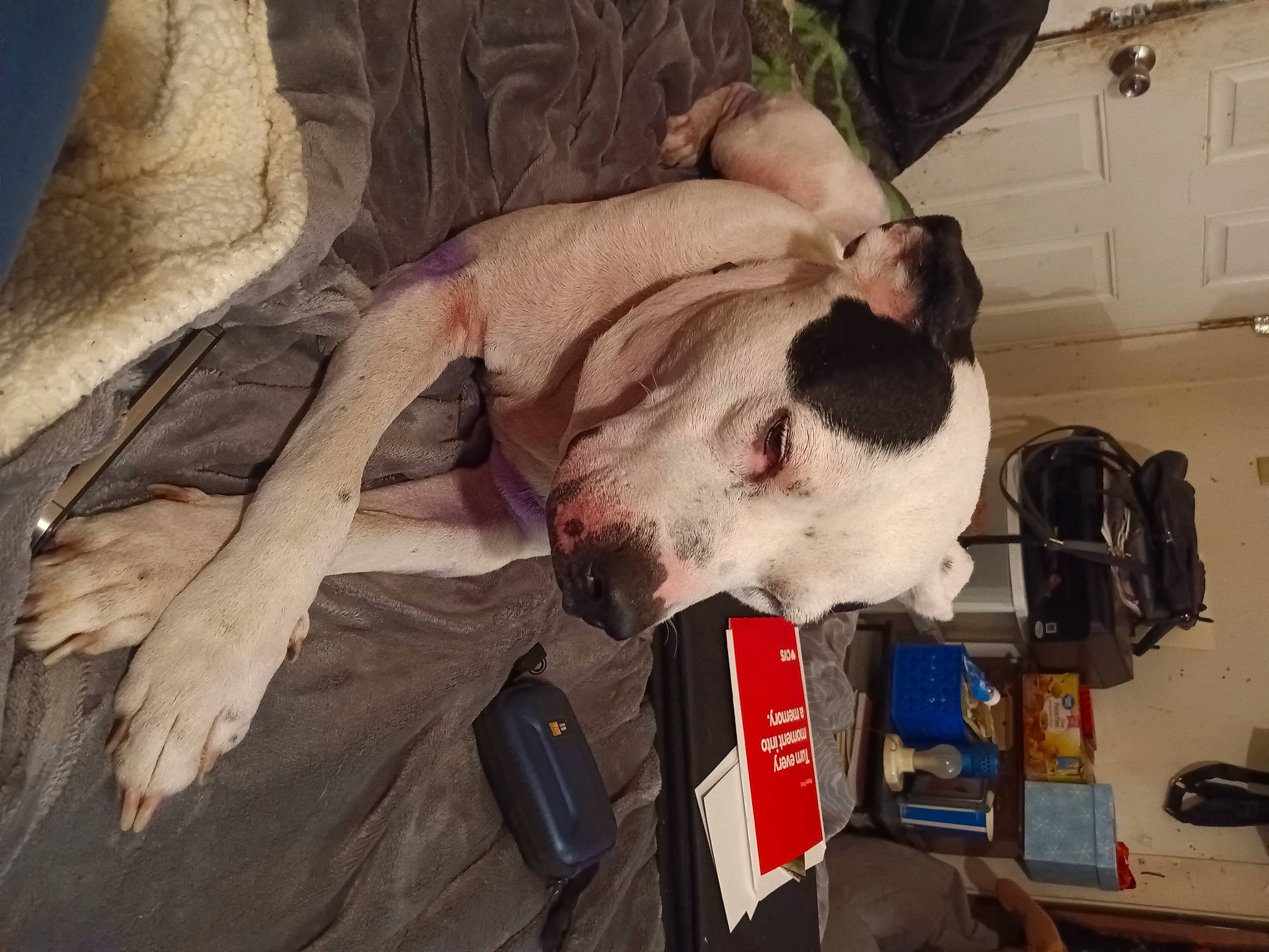 Outlaw joined the competition — help win amazing prizes! canidae, carnivore, collar, comfort, companion_dog, dog, dog_breed, dog_supply, fang, fawn, fur, guard_dog, jaw, non_sporting_group, sporting_group, whiskers, working_animal