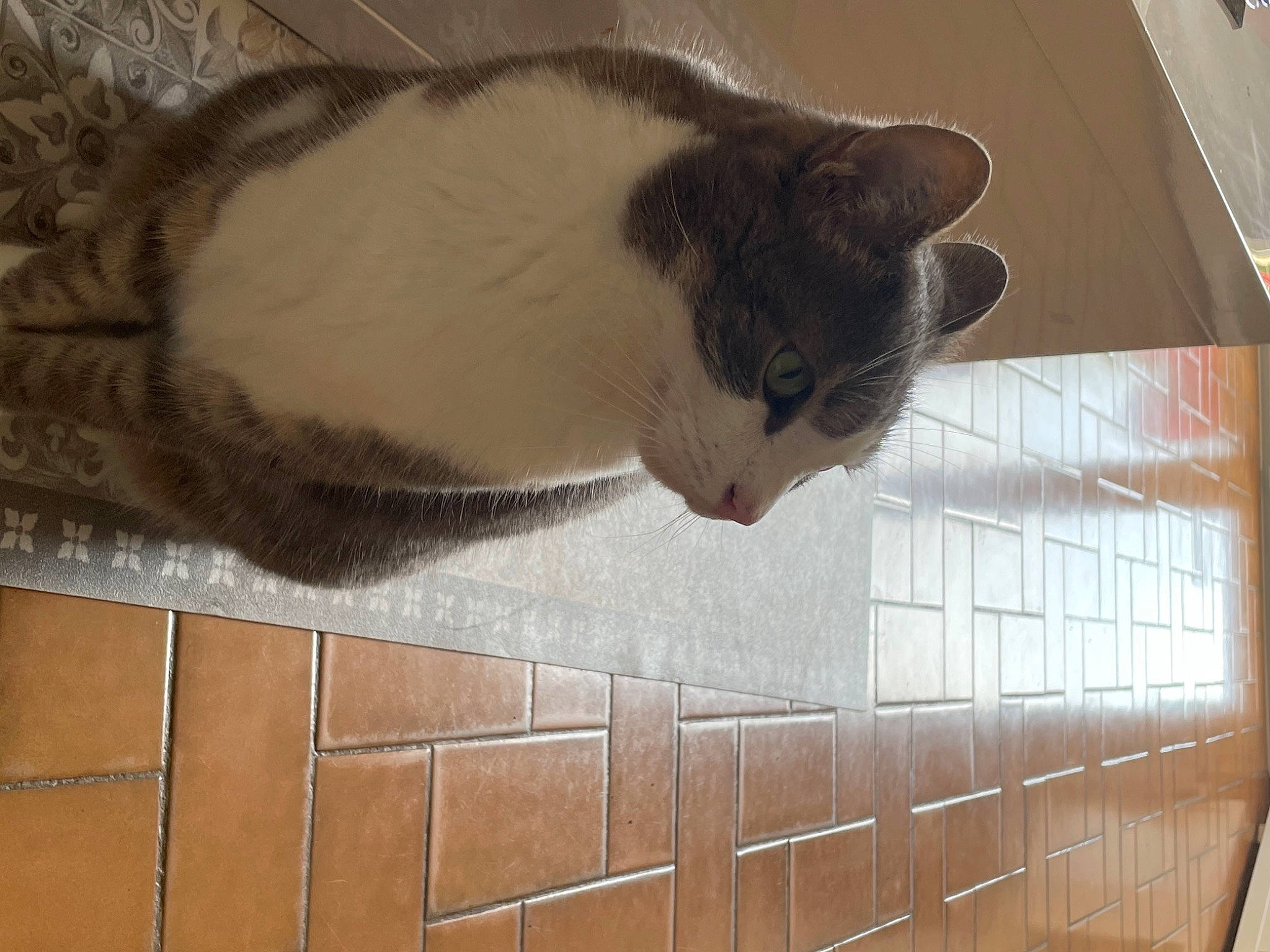 Casper a rejoint le concours — aidez-le/la à gagner de superbes lots ! beige, carnivore, cat, domestic_short_haired_cat, fawn, felidae, flooring, fur, pet_supply, small_to_medium_sized_cats, snout, tail, tile, tile_flooring, vertebrate, whiskers, wood_stain