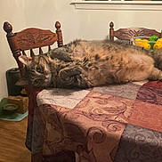 Bella is registered to the contest to win money with this photo: cat, tabby, table, tablecloth, wooden_chair, dining_room, fruit_bowl, lemons, limes, fur, pet, indoor, relaxed, curious, animal, feline, pattern, wood, home, cozy