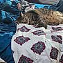 Bella is registered to the contest to win money with this photo: animal, bed, bedroom, bedsheet, blanket, cat, couch, cushion, dormroom, furniture, homedecor, indoors, kitten, manx, pattern, person, pet, quilt, room, sleeping