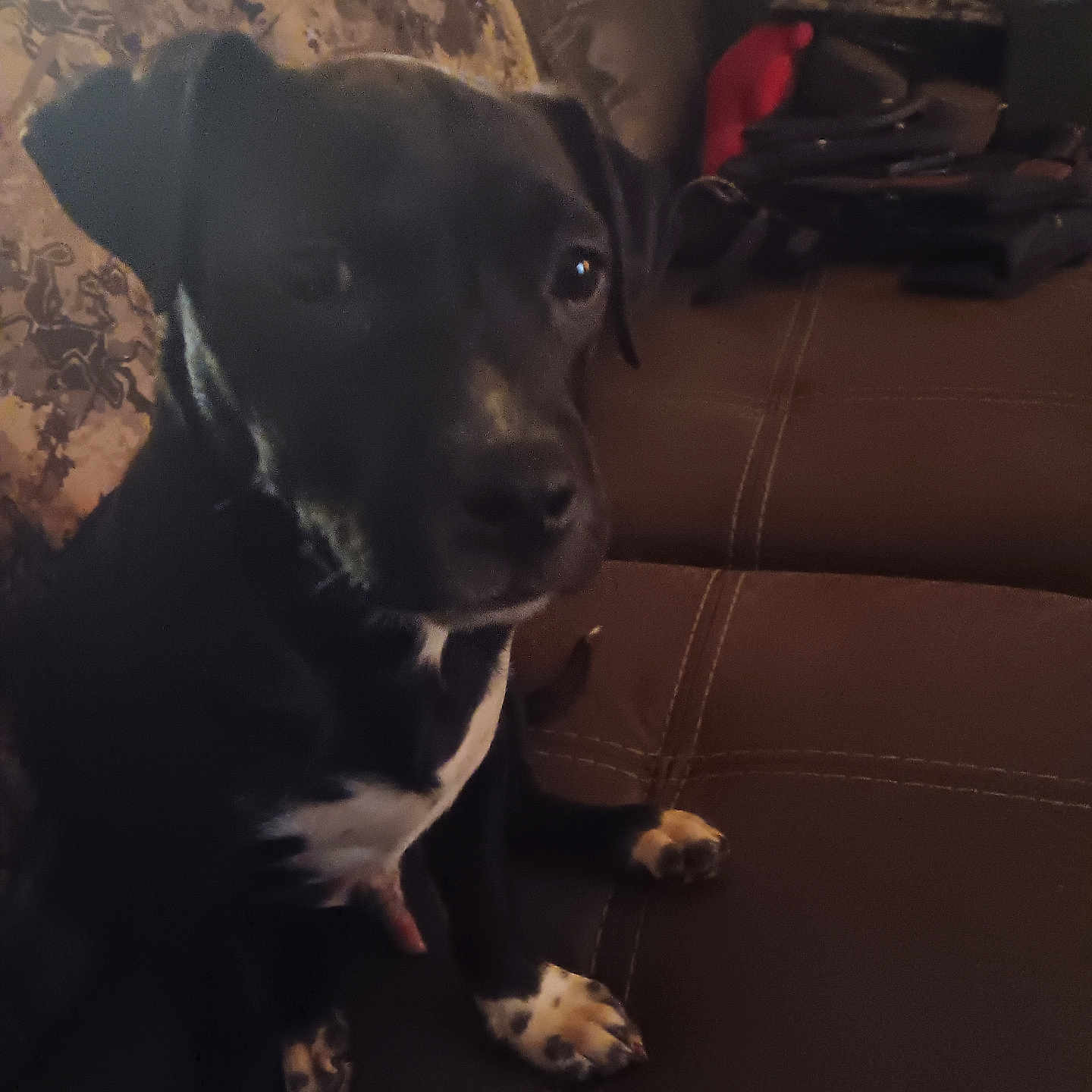 Odin joined the competition — help win amazing prizes! animal, architecture, armchair, building, canine, chair, couch, dog, face, furniture, head, hound, indoors, labradorretriever, livingroom, person, pet, pointer, puppy, room
