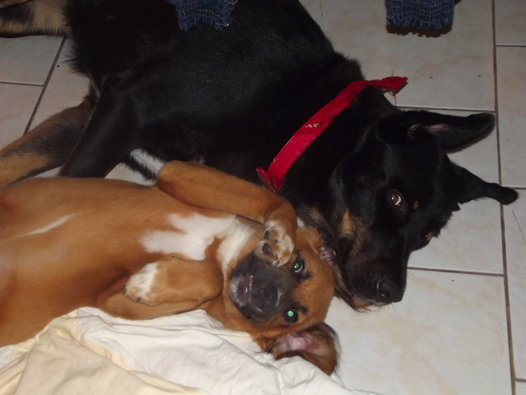 Flicka participe au concours pour gagner de l'argent avec cette photo : canidae, carnivore, companion_dog, dog, dog_breed, ear, fawn, sporting_group