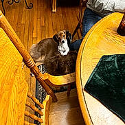 Stevie joined the competition — help win amazing prizes! brown_dog, checked_shirt, cute, dining_chair, dog, furniture, hardwood_floor, home_interior, indoor, jeans, looking_up, person_leg, pet, puppy, rug, small_dog, table_edge, table_mat, two_dogs, wooden_table