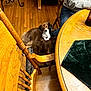 brown_dog, checked_shirt, cute, dining_chair, dog, furniture, hardwood_floor, home_interior, indoor, jeans, looking_up, person_leg, pet, puppy, rug, small_dog, table_edge, table_mat, two_dogs, wooden_table