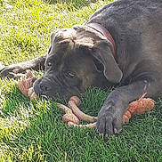 Oslo participe au concours pour gagner de l'argent avec cette photo : dog, black_dog, rope_toy, grass, outdoor, pet, animal, chewing, collar, lying_down, sunlight, playful, canine, nature, relaxed, greenery, summer, daylight, closeup, paw