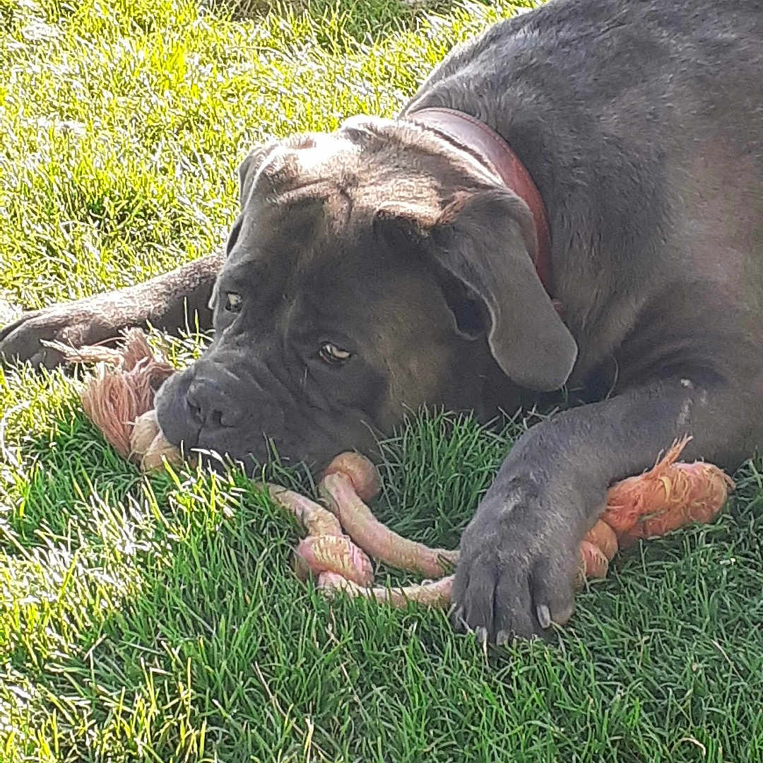 Oslo participe au concours pour gagner de l'argent avec cette photo : animal, black_dog, canine, chewing, closeup, collar, daylight, dog, grass, greenery, lying_down, nature, outdoor, paw, pet, playful, relaxed, rope_toy, summer, sunlight