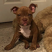 Harper is registered to the contest to win money with this photo: animal, brown, canine, companion, cute, dog, door, ears, expression, floor, front_paws, fur, indoor, looking_at_camera, pet, puppy, rug, sitting, white_chest, young_dog