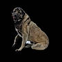 Nala is registered to the contest to win money with this photo: dog, large_dog, sitting, canine, pet, animal, fur, mammal, isolated, looking_away, portrait, domestic_animal, outdoor_pet, friendly, brown_fur, black_muzzle, ears, paws, quiet, calm