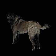 Nala joined the competition — help win amazing prizes! dog, animal, pet, canine, fur, looking_back, isolated, black_background, standing, mammal, tail, ears, snout, portrait, alert, alertness, domestic_animal, outdoor, companion, watchful