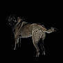 dog, animal, pet, canine, fur, looking_back, isolated, black_background, standing, mammal, tail, ears, snout, portrait, alert, alertness, domestic_animal, outdoor, companion, watchful